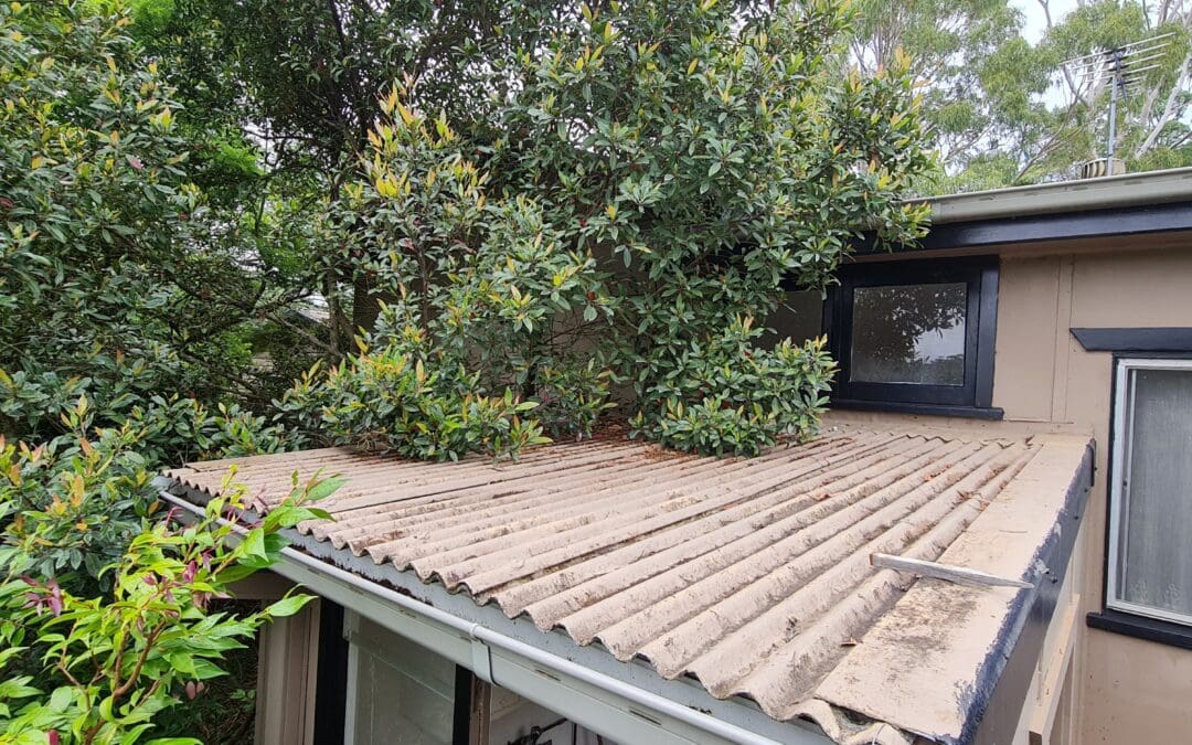 Asbestos identification: weathered corrugated cement roof sheeting on an external laundry in Duffys Forest
