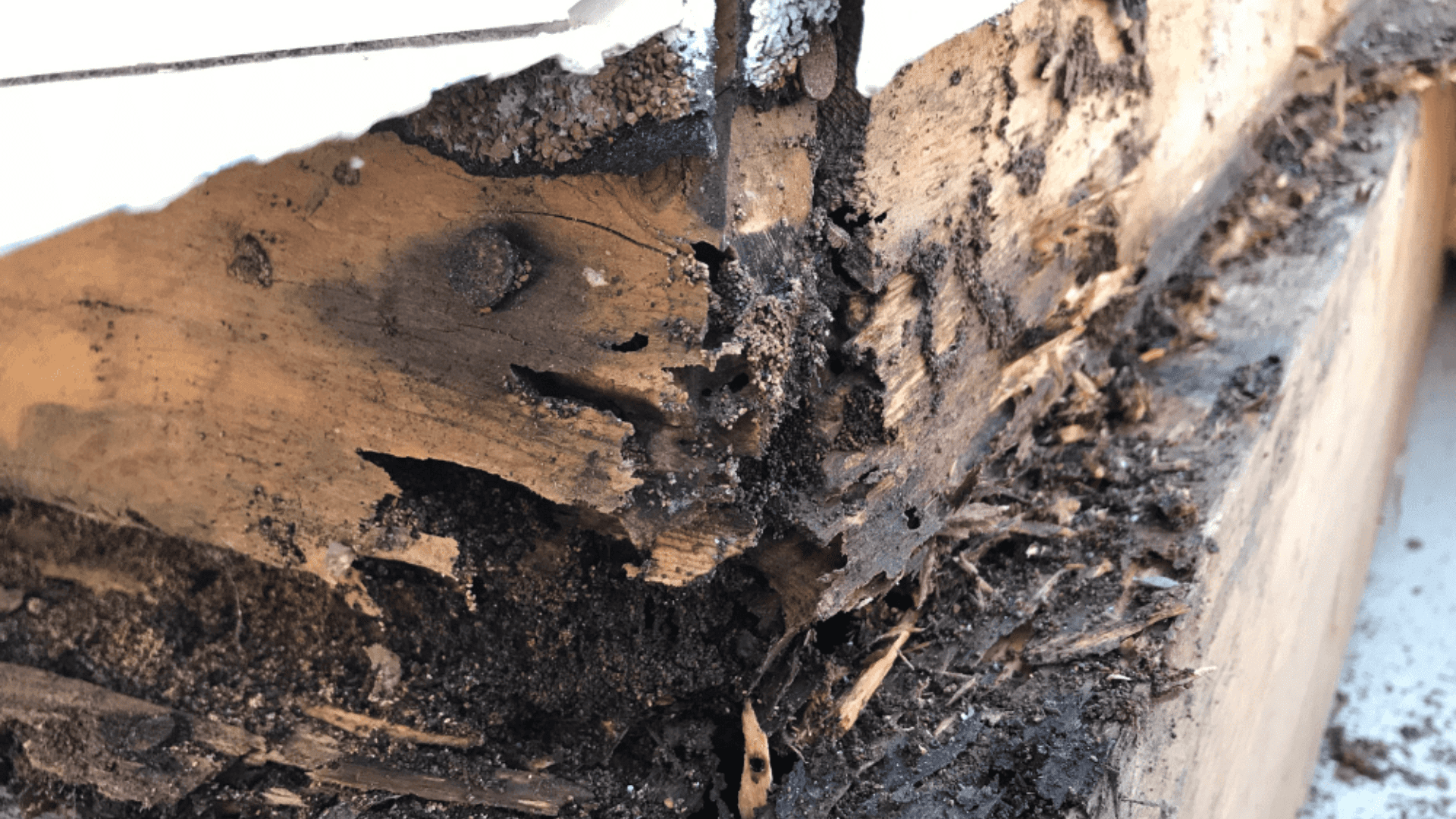 termite damage repair