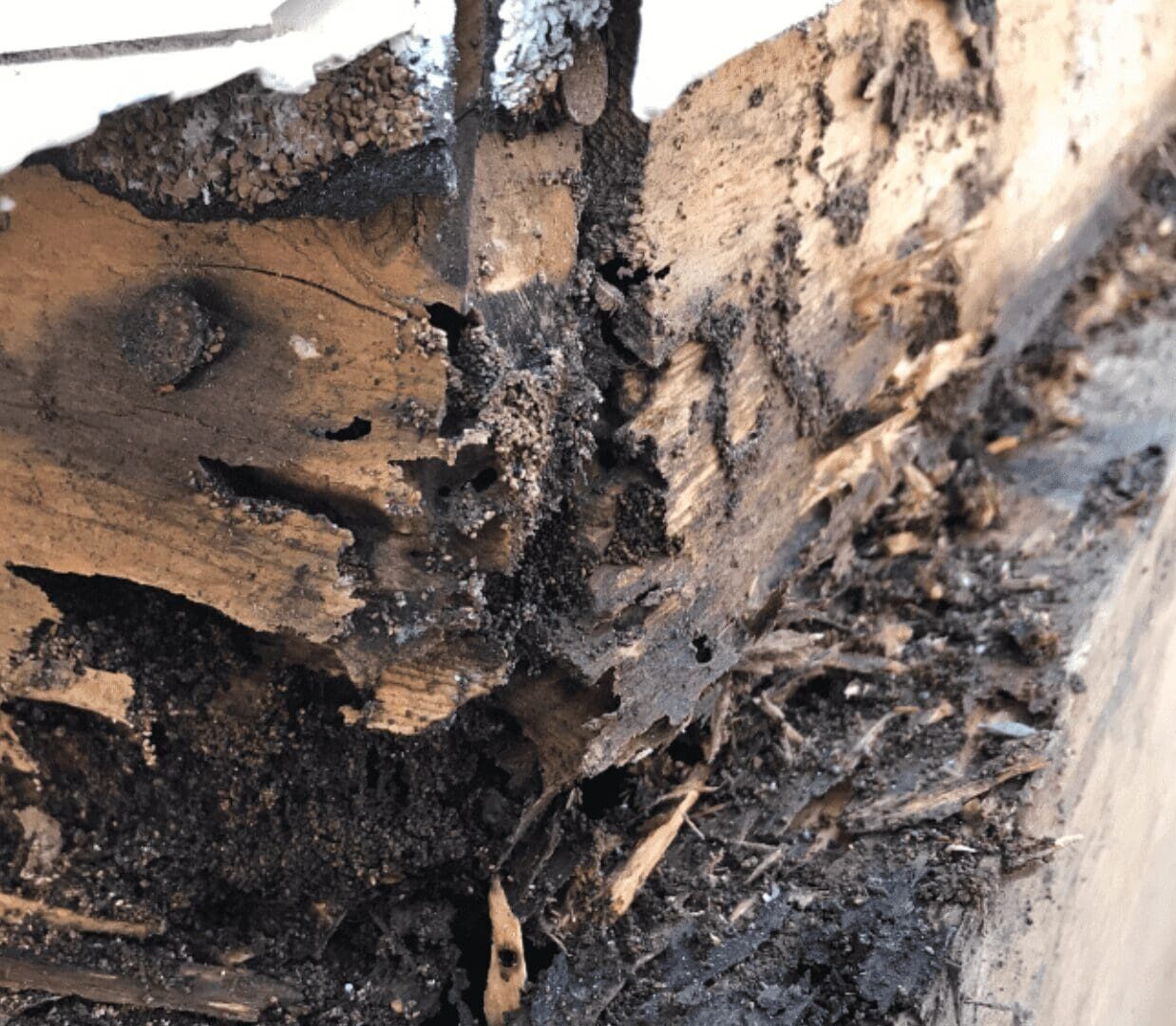 termite damage repair